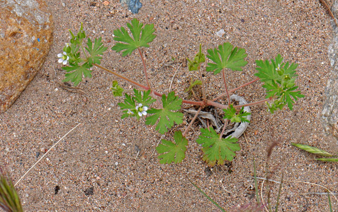 Carolina Geranium Carolina Geranium
